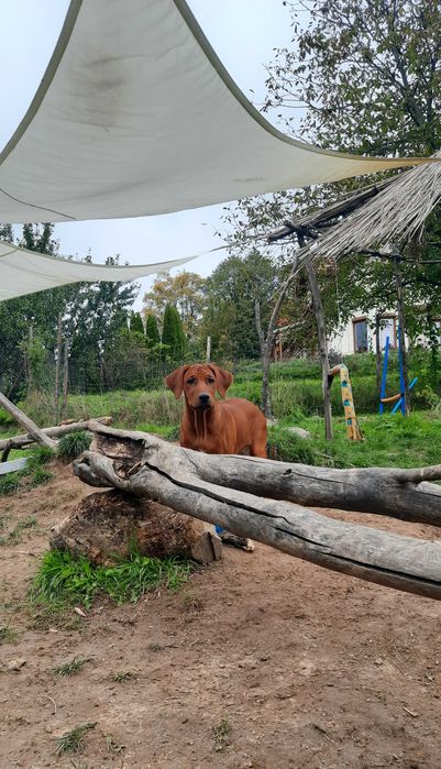 Top Rodowód -Suczka -Szczeniak wystawowy Rhodesian Ridgeback- ZKwP