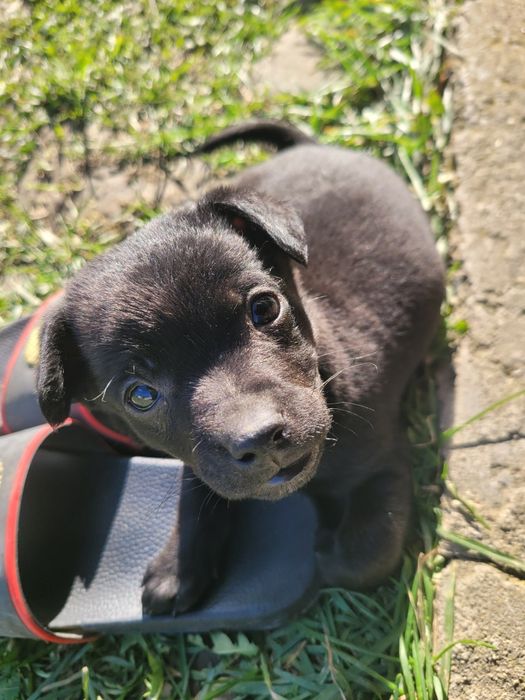 Чорненька красуня