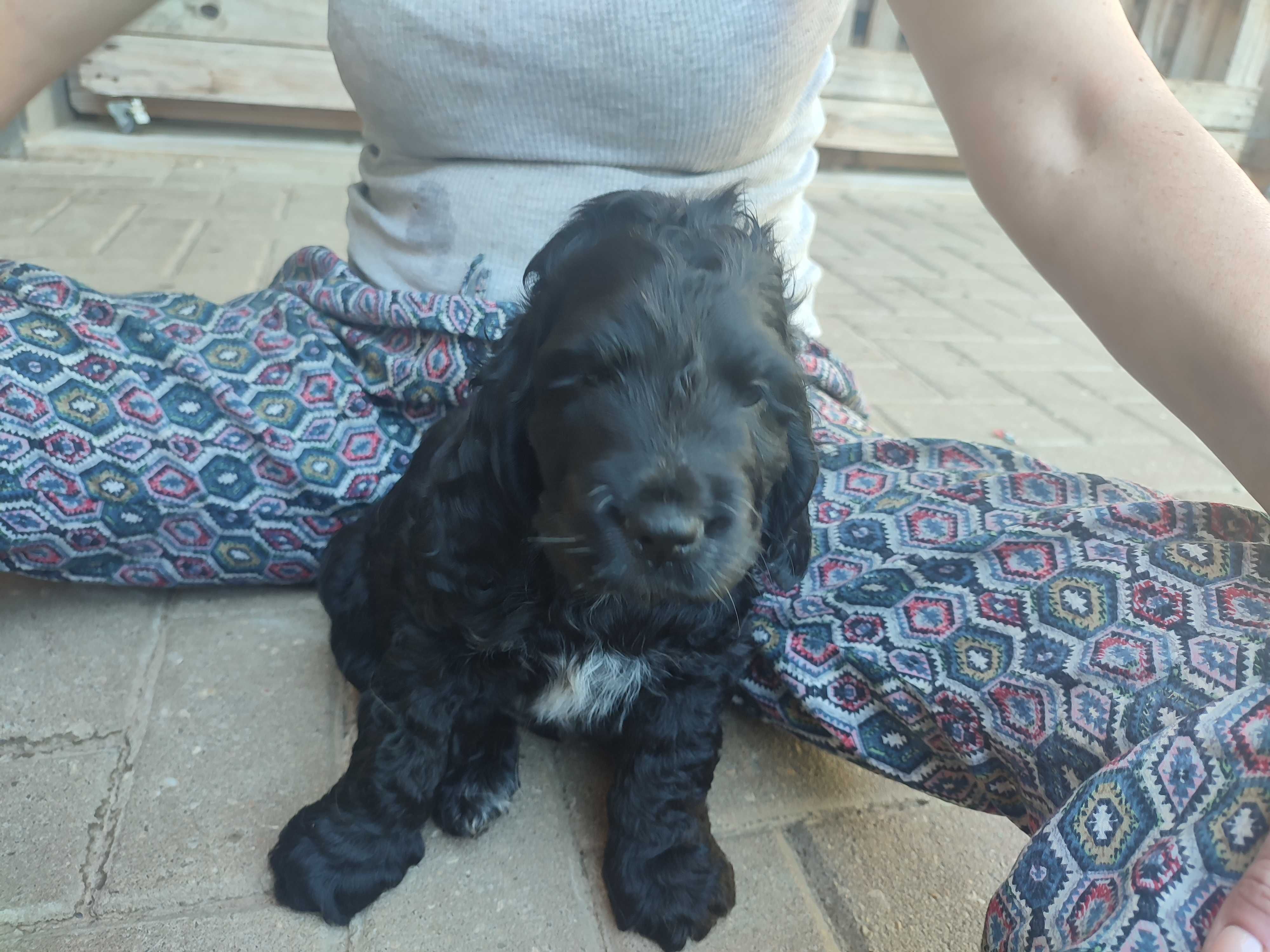 Cocker spaniel preto macho