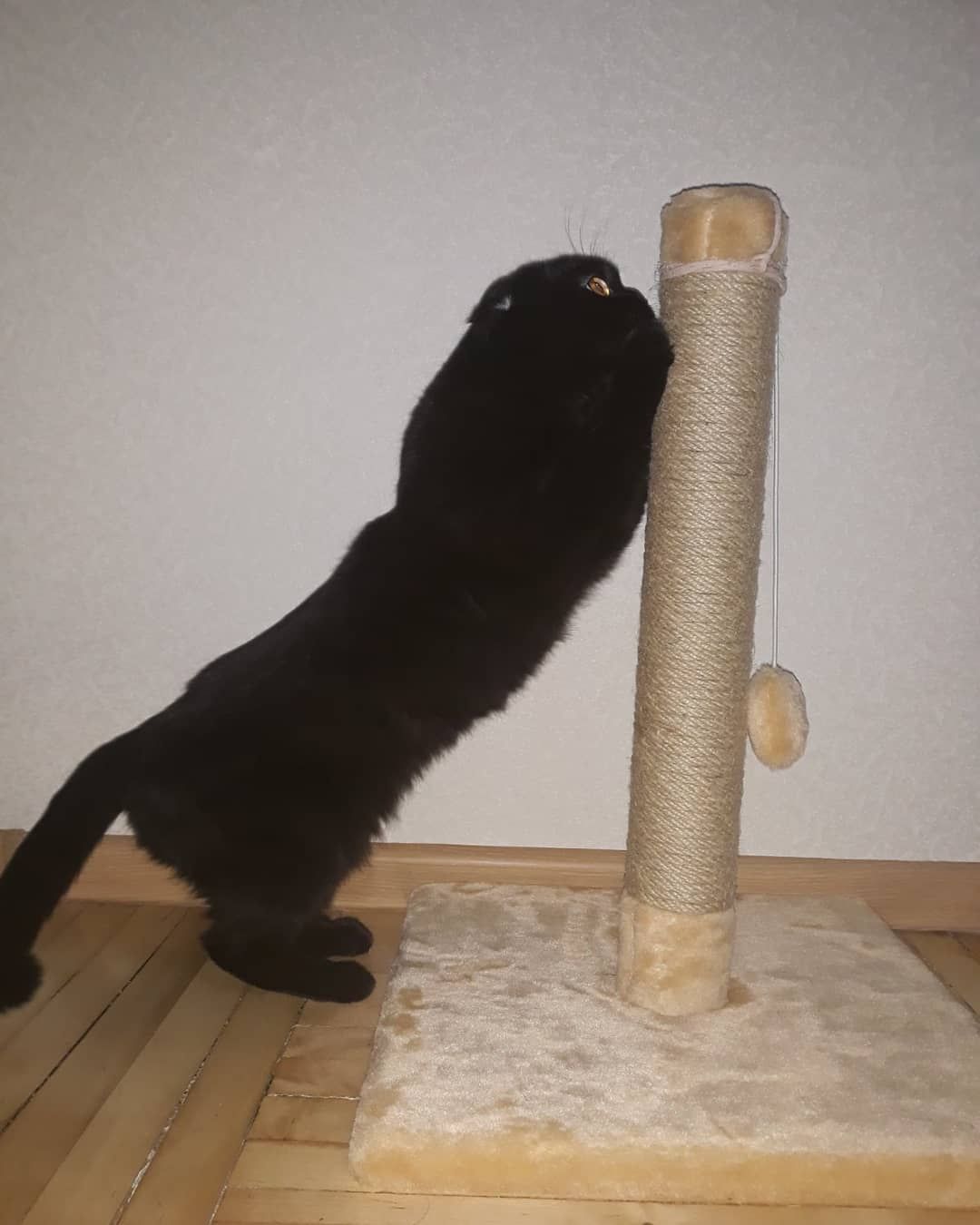 Когтеточка для кота. Дряпка, царапка
