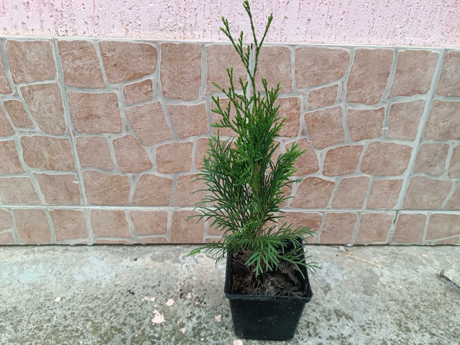 Туя Смарагд (Smaragd) в контейнере 1.5 литра