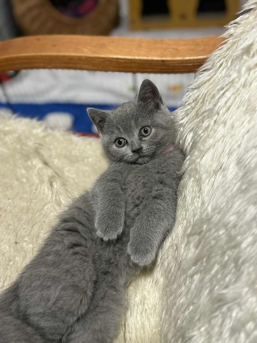 Kot brytyjski krótkowłosy