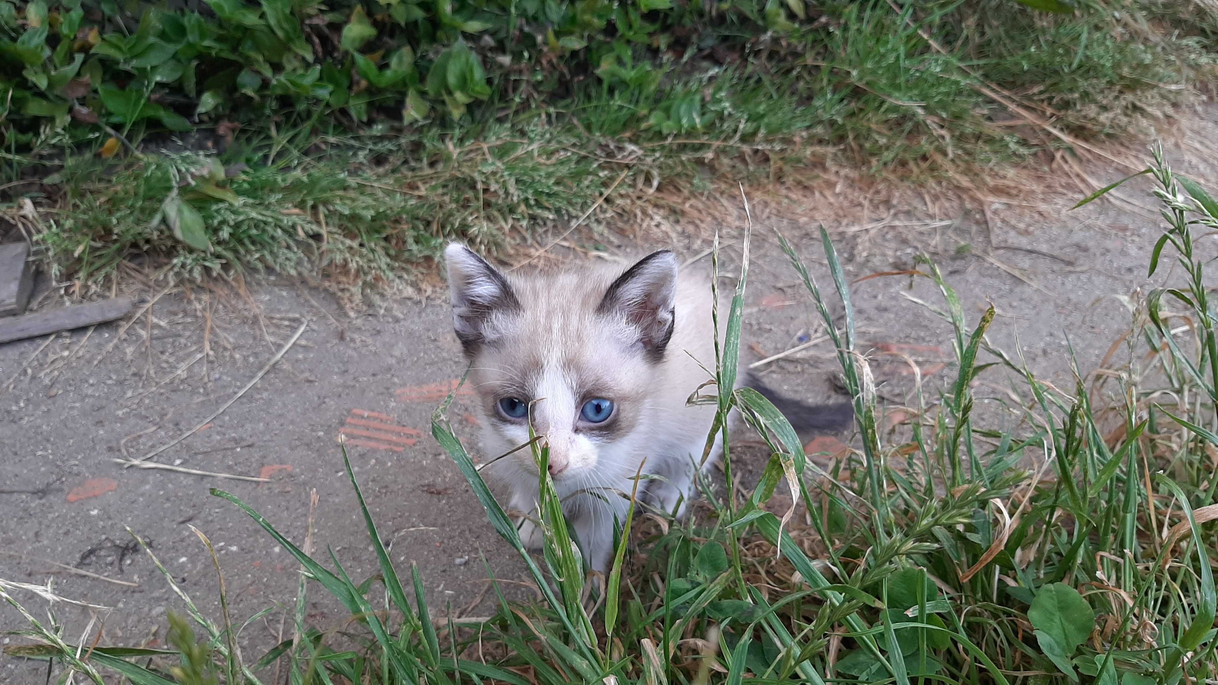 Gatinhos para adoção (nascidos a 22 de Abril)
