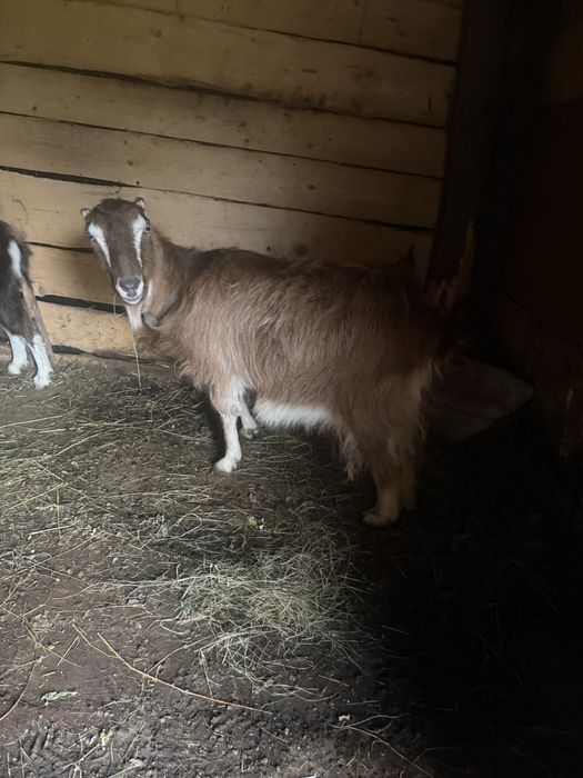 Продам чотири кози