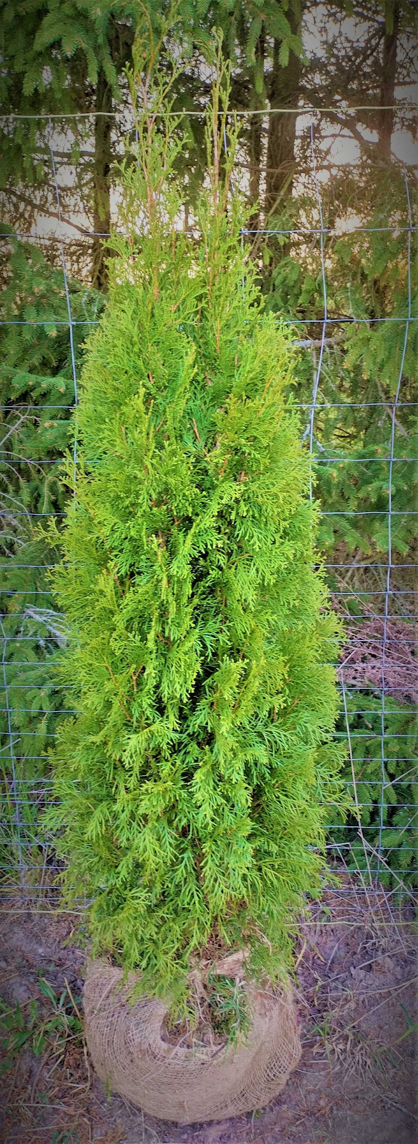 Tuja Thuja Szmaragdowa Producent