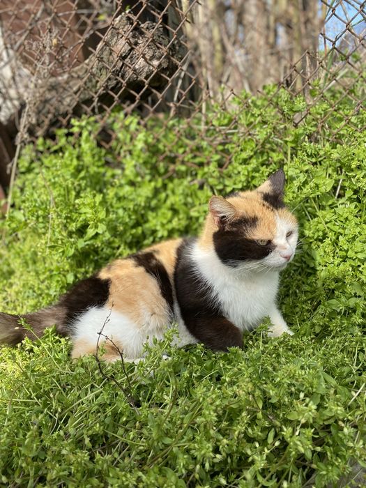 Ласкава триколірна кішечка шукає дім, стерелізована