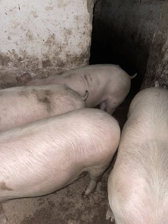 Продам свиней 120-140 кг