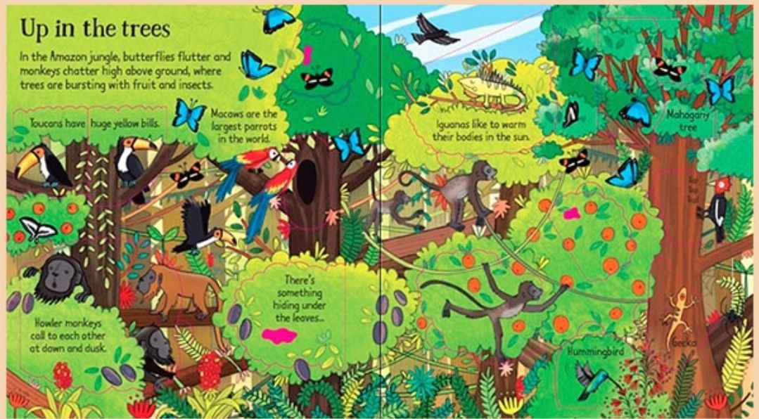 Usborne look inside nature jungle Дитячі книги англійською