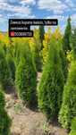 Tuje Szamaragd 140-150 DOSTAWA ‼️ SADZENIE ‼️ Producent