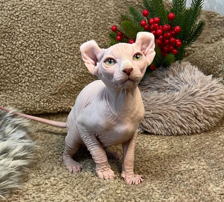 Амур - хлопчик породи Ельф