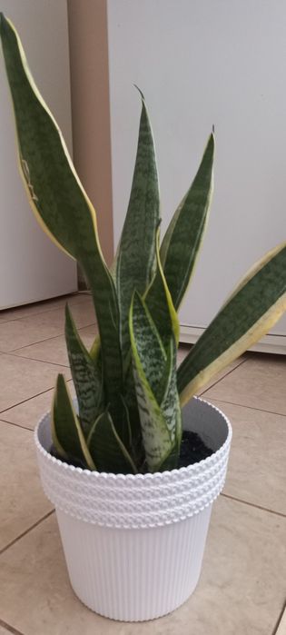 Сансеаиерия Лауренти