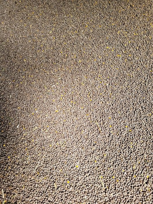 Łubin wąskolistny gorzki