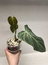 PHILODENDRON SPLENDID | monstera, epipremnum, syngonium