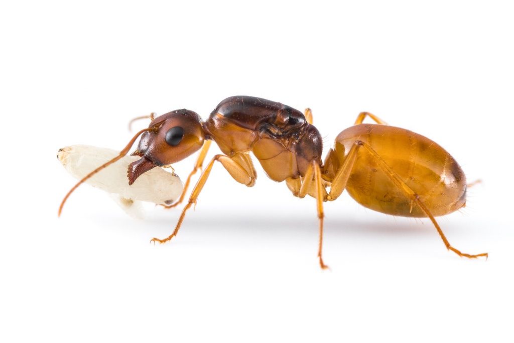 Królowe Camponotus fedtschenkoi 2024 z potomstwem.
