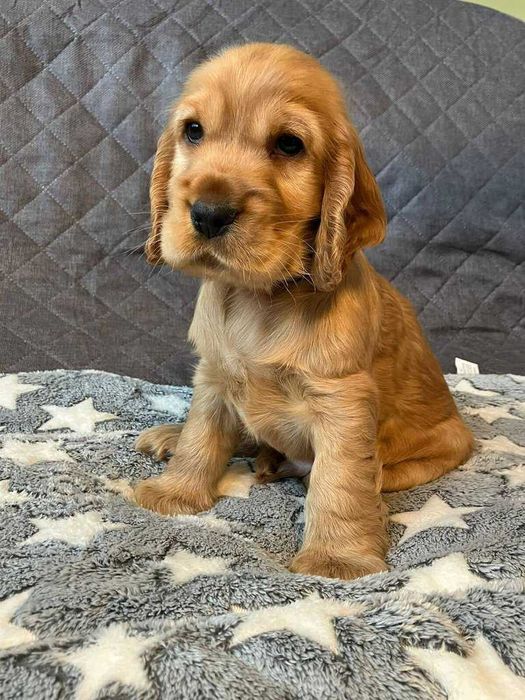 cocker spaniel angielski szczeniak