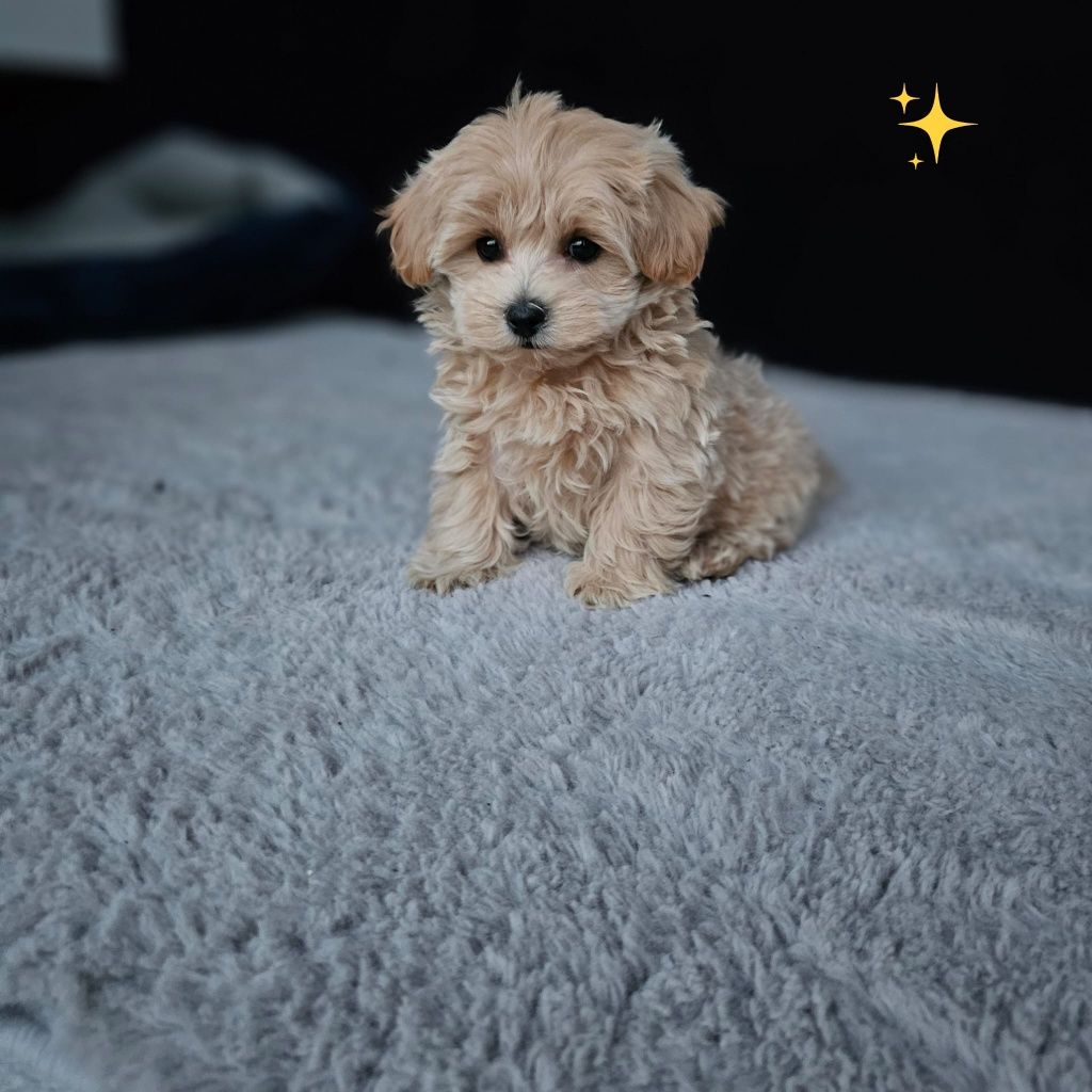 Najśliczniejszy Chłopczyk Maltipoo