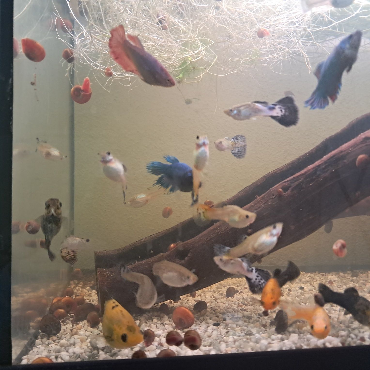 Peixes Mollys  e guppys