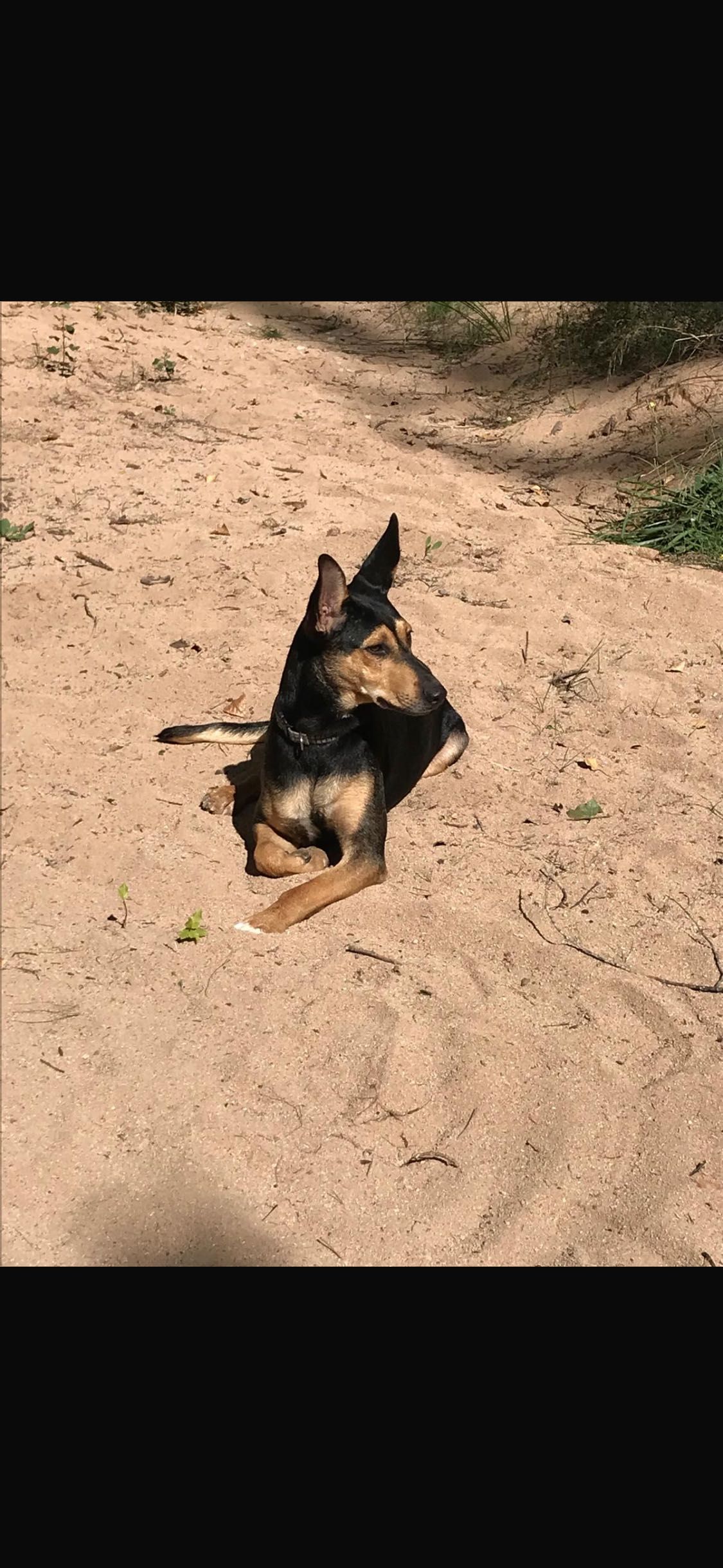 Suczka do adopcji