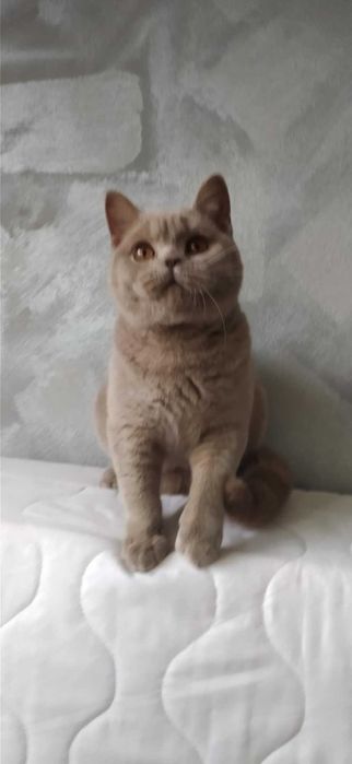 Kociak BRYTYJSKI liliowy MIŚ rodowód FPL /FIFE  kotka opcja hodowlana.