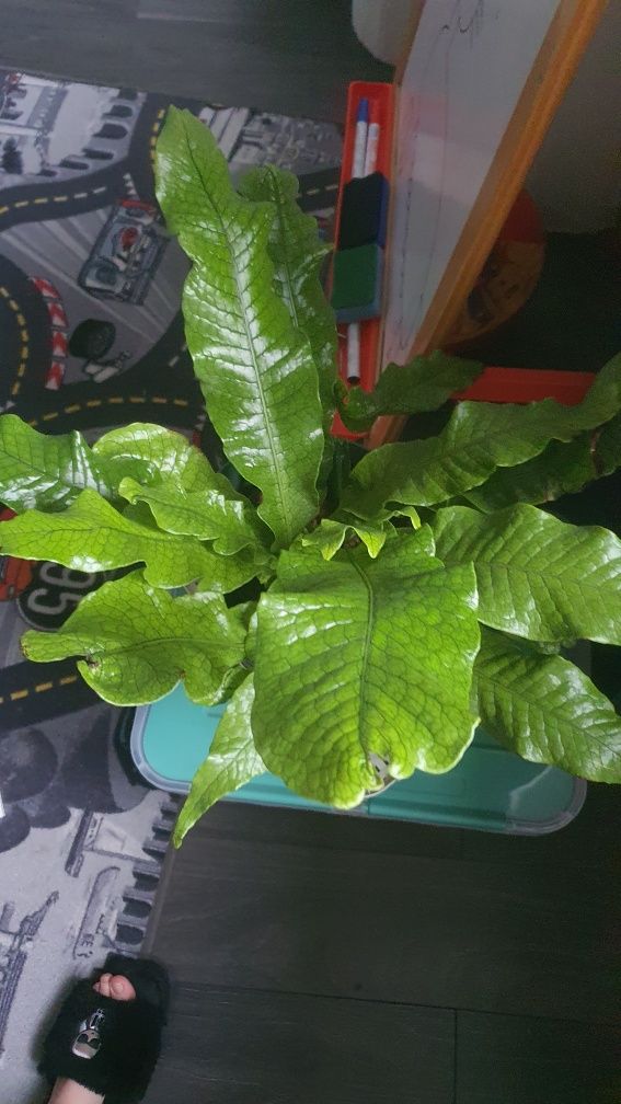 Ogromna paproć asplenium crocodylus