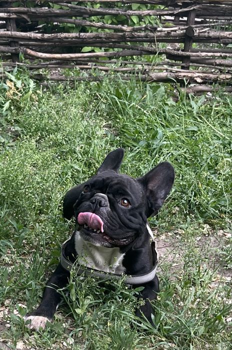 Вязка французкий бульдог