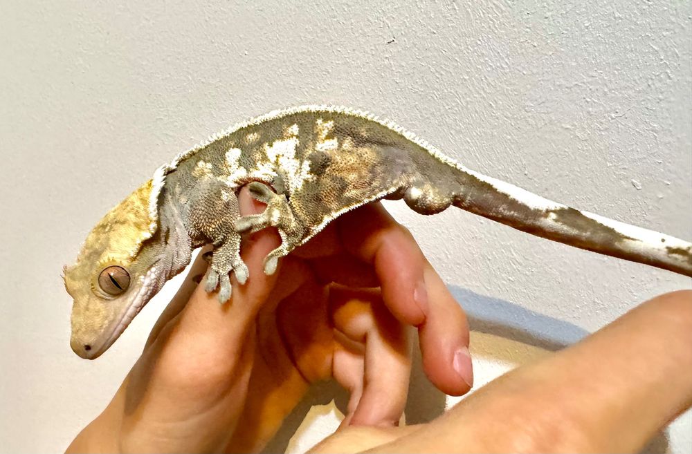 Gekon Orzęsiony Orzęsek