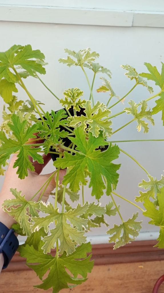 Anginka tradycyjna i variegata. Super zestawienie.