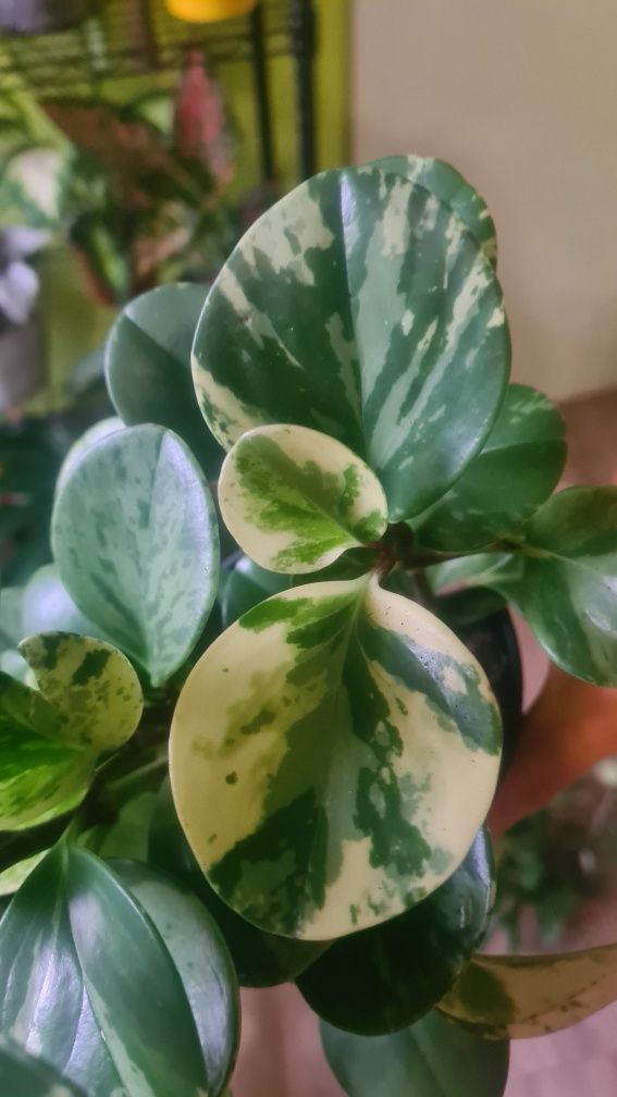 peperomia variegata do kolekcji