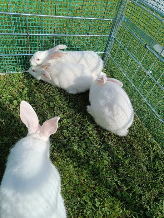 Króliki termondzkie