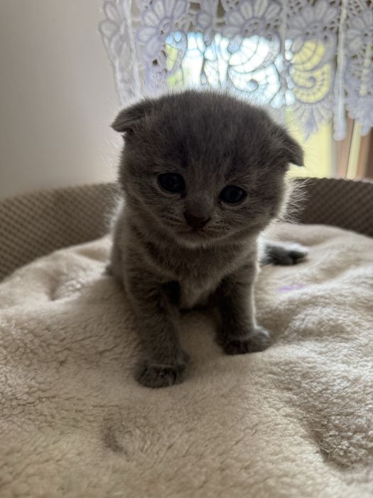 Kocurek kot szkocki zwislouchy fold niebieski