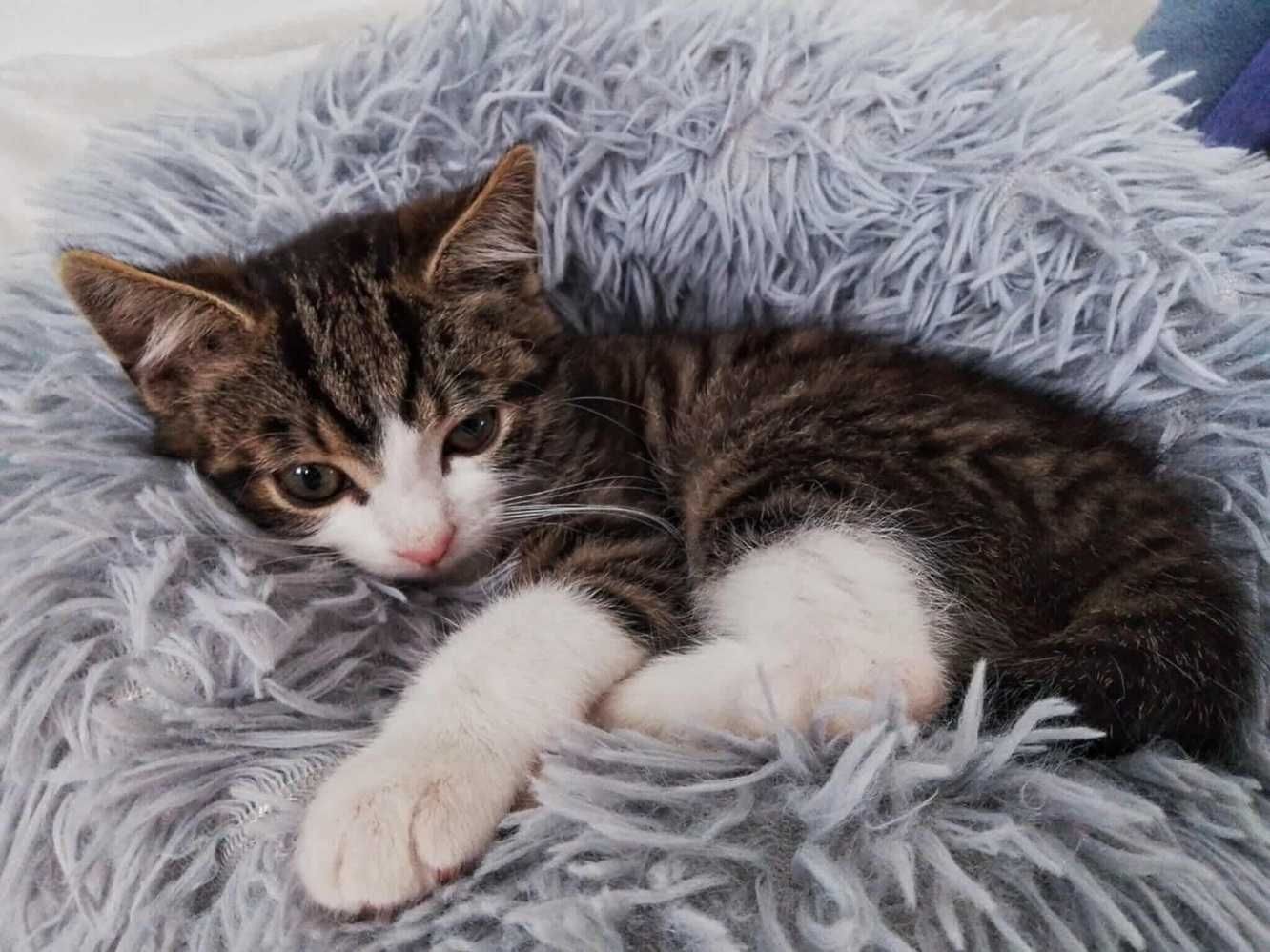 Biało bury kotek,młodziutki kocurek,wesoły,do adopcji