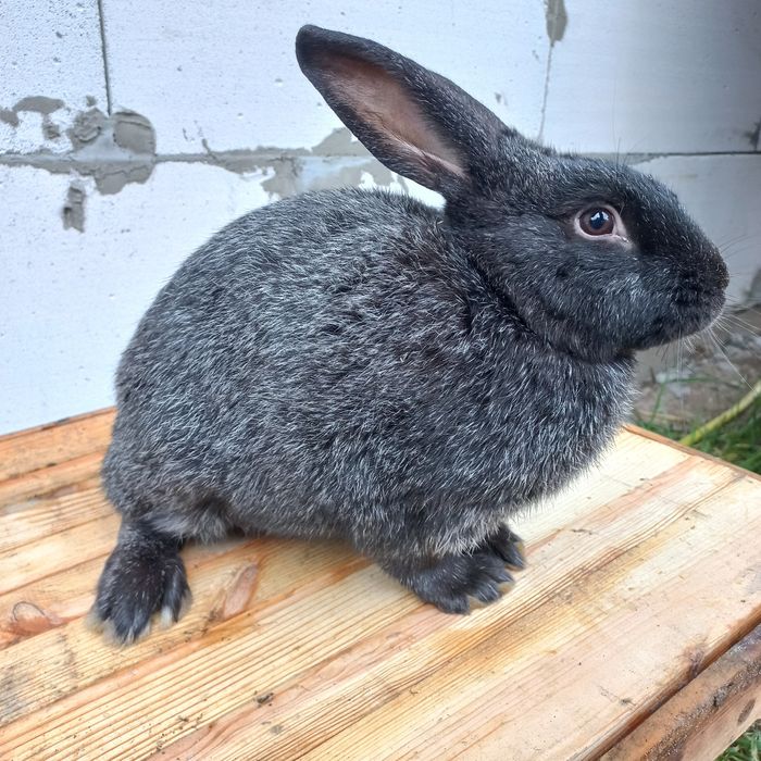 Кролі Полтавське срібло