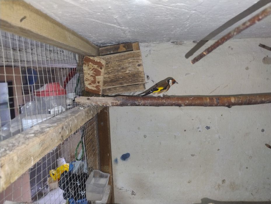 Sprzedam papugi faliste