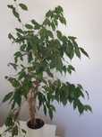 Ficus Benjamina – planta de interior, 1,25 m