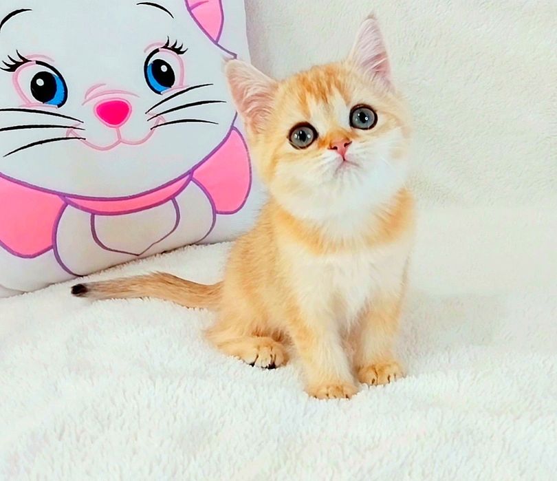 Чарівна кицюня Шотландочка