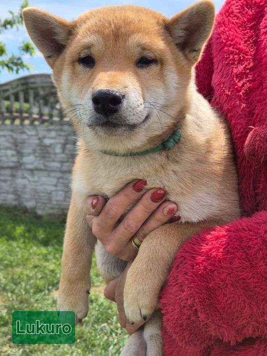 Shiba śliczny piesek