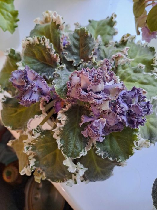 Фіалка ЛЕ-Седой граф, optimara No name, ЛЕ-Біла камелія