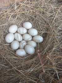 Jaja lęgowe kaczek francuskich
