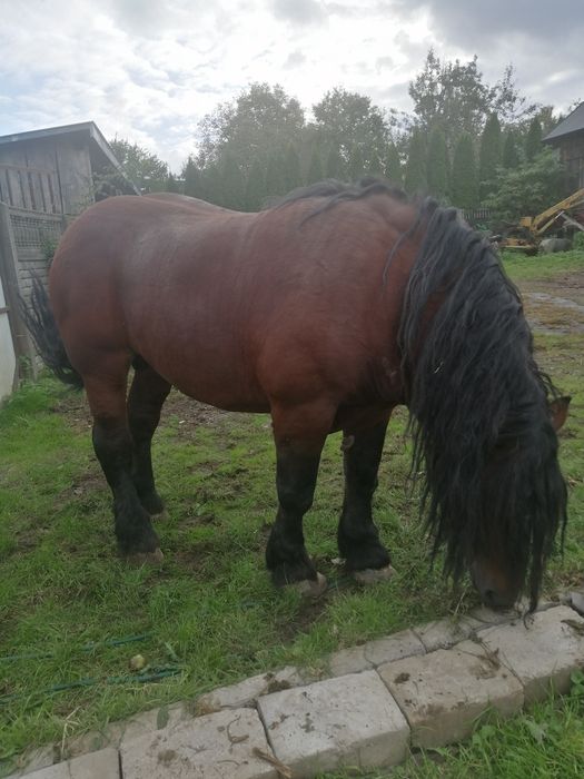 Ogier koń zimnokrwisty typ sokólski z licencją Cena do Negocjacji