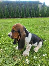 Basset Hound Piesek