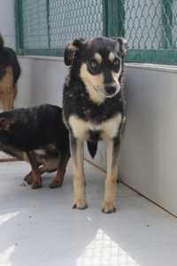 722418 Florka do adopcji