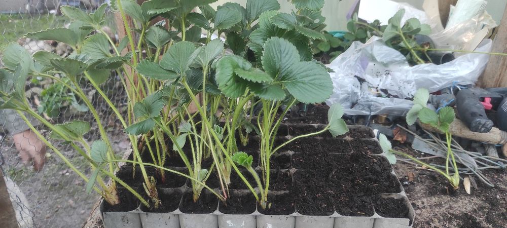 Morangueiros San Andreas