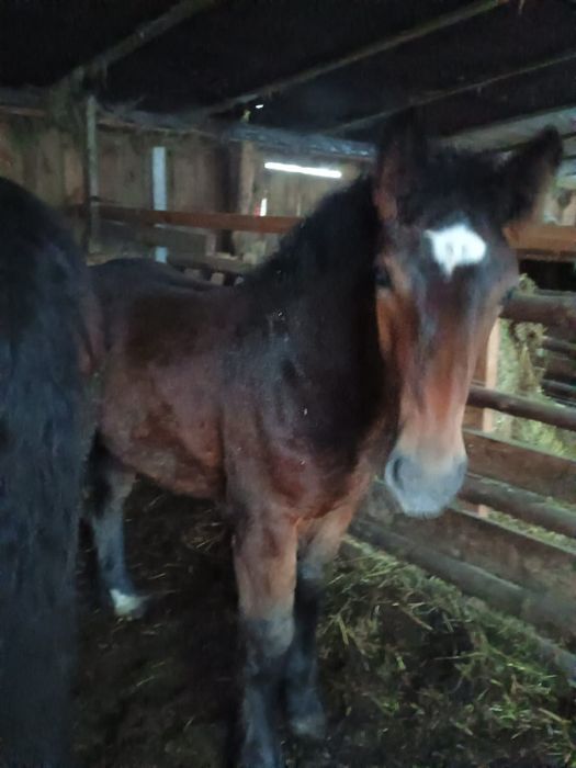 Sprzedam klacz źrebówkę ogierka