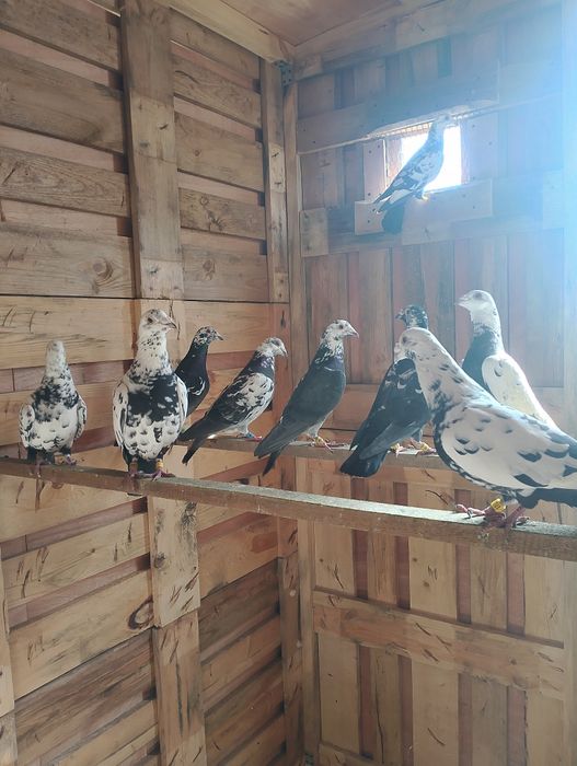 Sprzedam gołębie pocztowe tigry pary parzyste