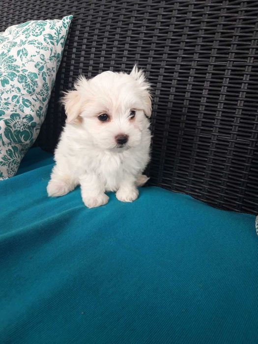 Maltańczyk piesek  mini z legalnej hodowli już do oddania paszport