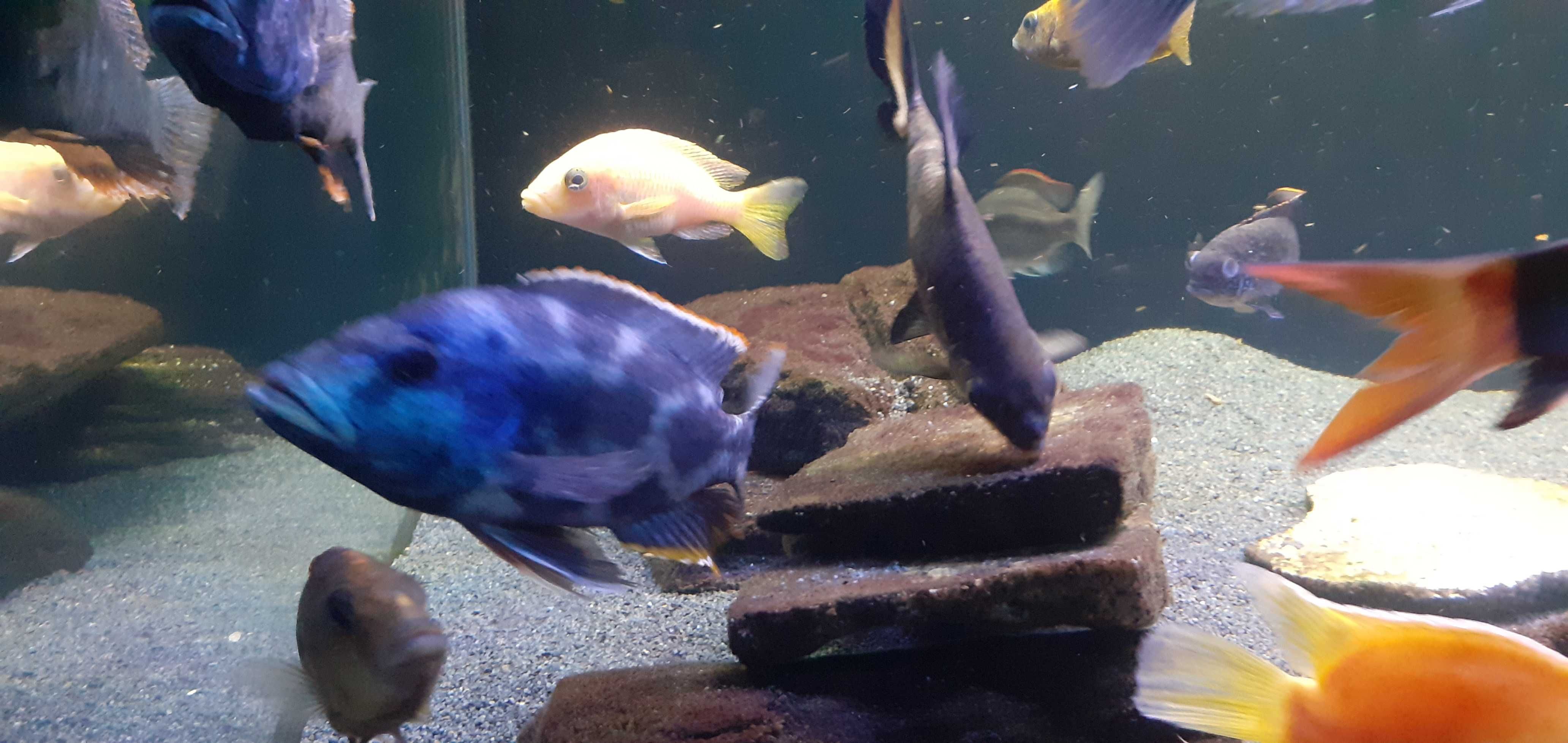 Nimbochromis Livingstonii samiec