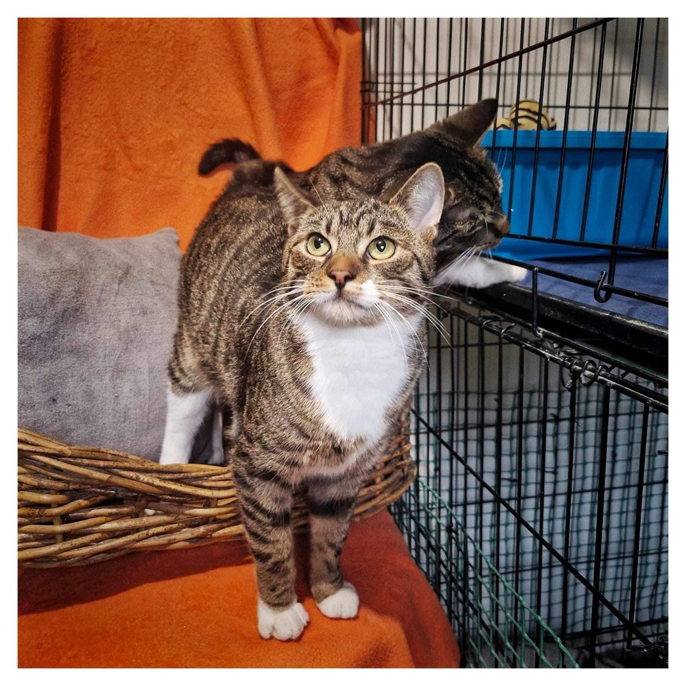 Koci dwupak do adopcji