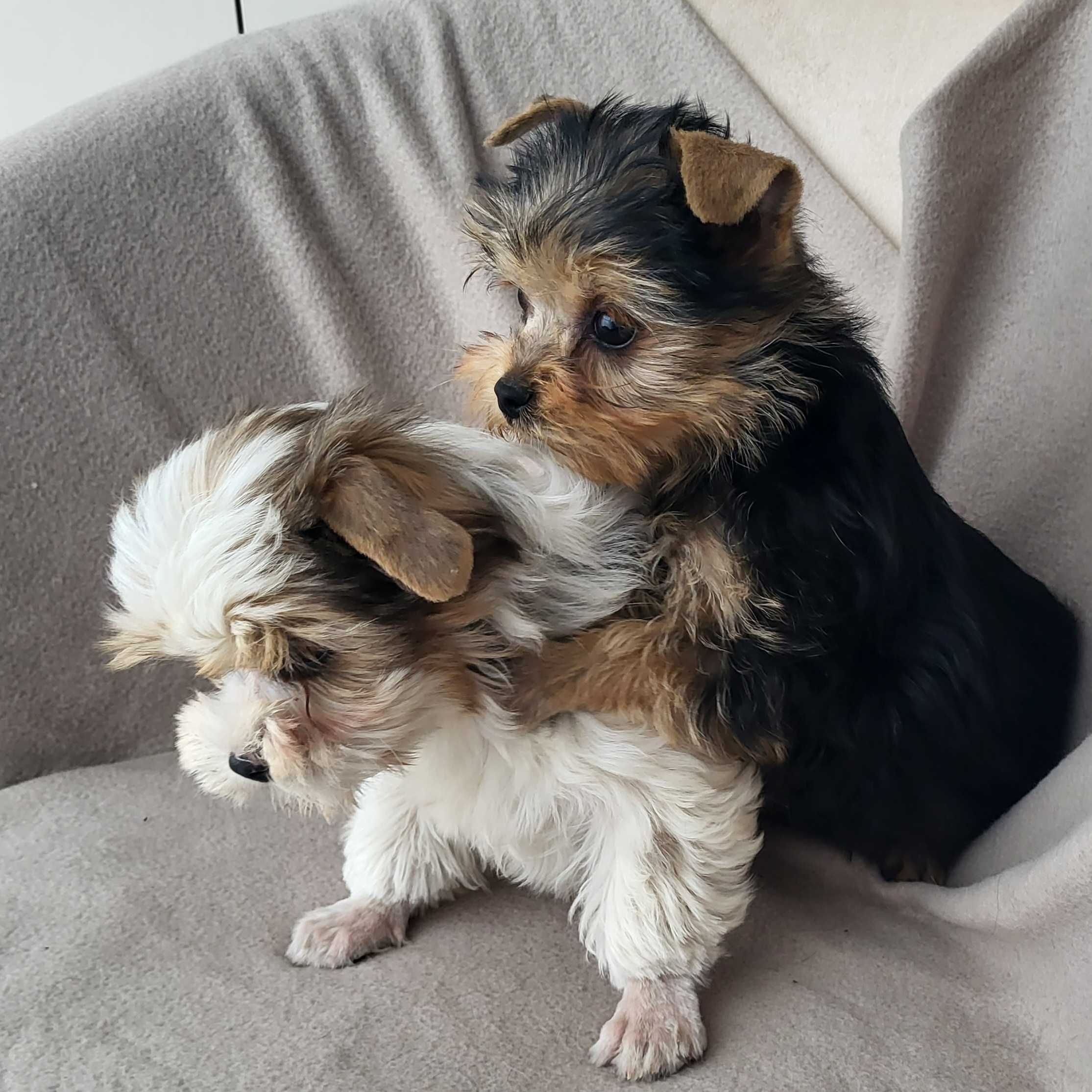 Yorkshire terrier piesek