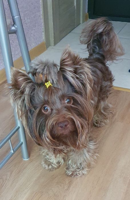 Вязка шоколадного йорка