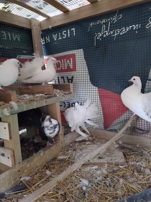 Gołębie pawiki dorosłe